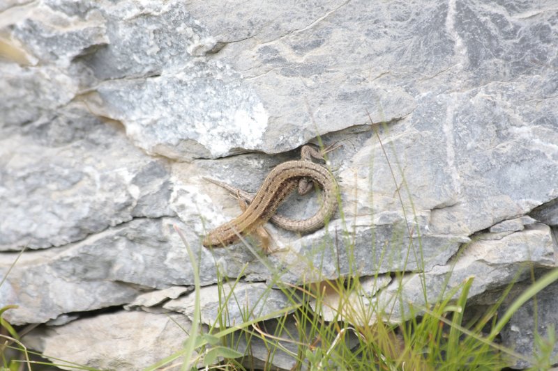 lacerta vivipara